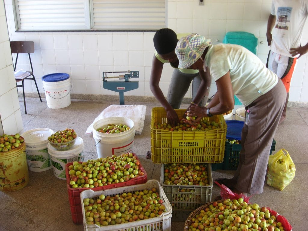 Catadora de mangaba préparant les fruits en atelier communautaire