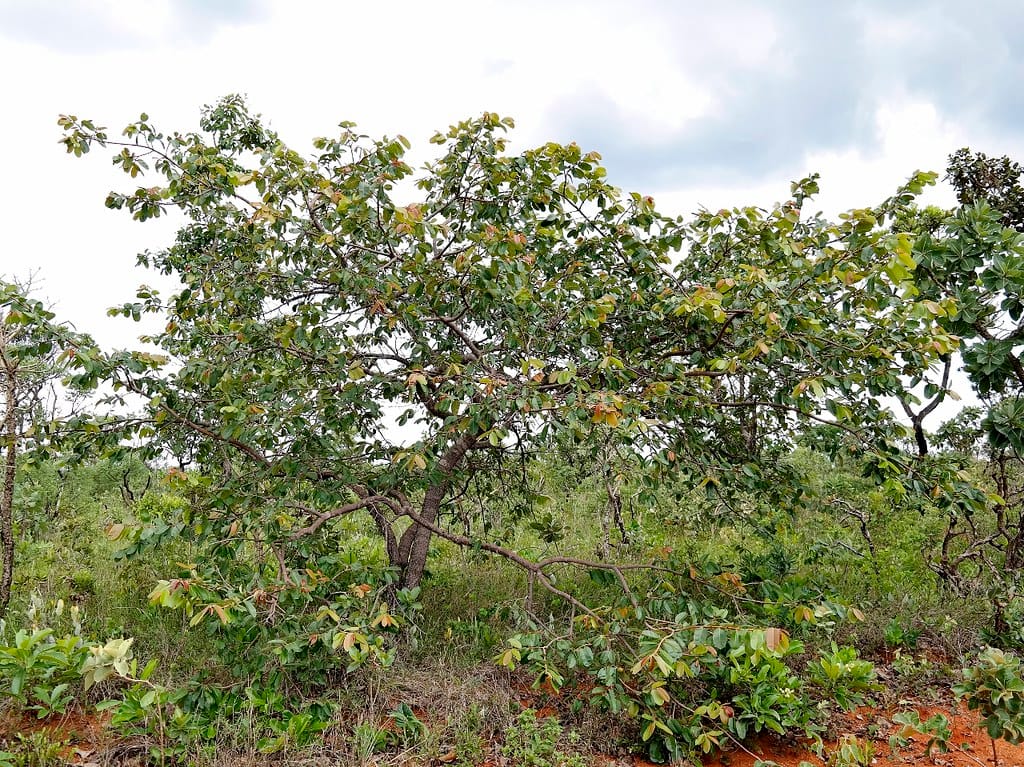Fleurs de la mangabeira (Hancornia speciosa)