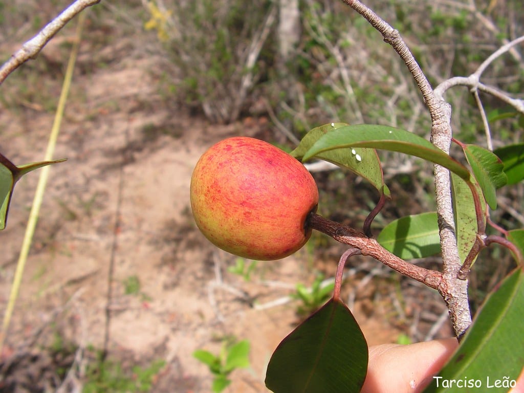 Arbre mangabeira (Hancornia speciosa), Sergipe, Brésil