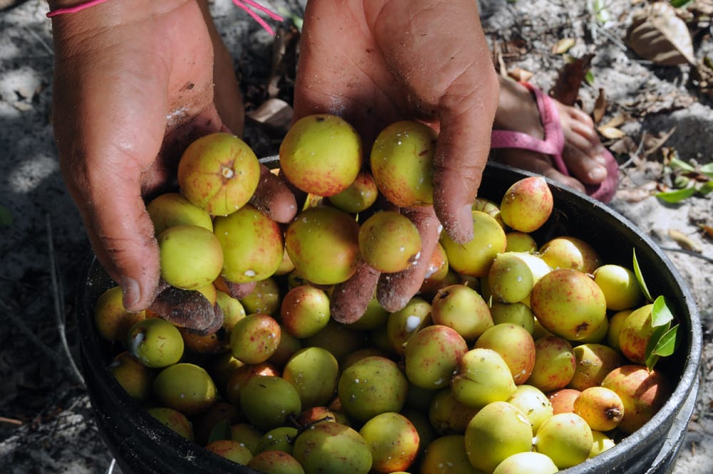 Fruits de mangaba mûrs (Hancornia speciosa)