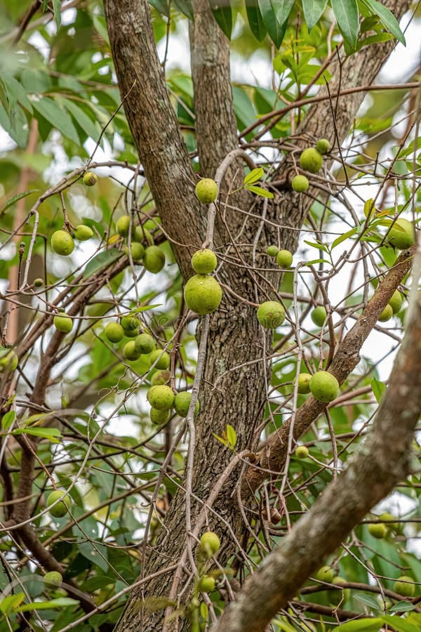 Plantation de mangabeiras, Sergipe, Brésil
